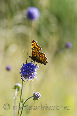 BB 13 0582 / Polygonia c-album / Hvit c <br /> Succisa pratensis / Blåknapp